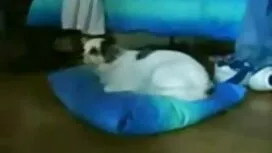 دو دانشجو رابطه جنسی ...